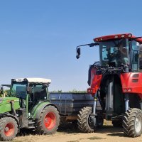 Berba grožđa na Belju