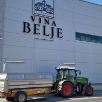 Berba grožđa na Belju