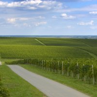 Berba grožđa na Belju