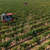 Berba grožđa na vinogradima Belja - fotografije iz zraka