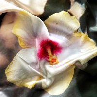 Marina Mesar OKO - 'Dear Diary... Layers of Dreams'