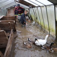 Poplavljeno naselje Brodarci uz rijeku Kupu, stanovnici spašavali  životinje