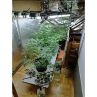 Laboratorij za travu