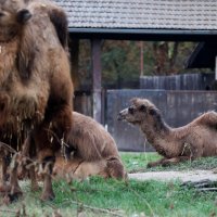 U zagrebački Zoološki vrt stigla treća deva