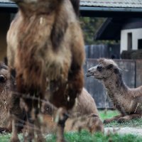 U zagrebački Zoološki vrt stigla treća deva
