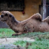 U zagrebački Zoološki vrt stigla treća deva