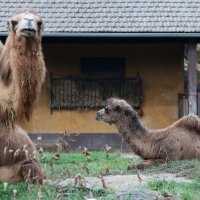 U zagrebački Zoološki vrt stigla treća deva