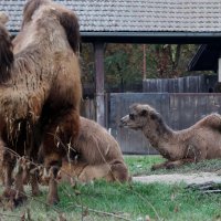 U zagrebački Zoološki vrt stigla treća deva