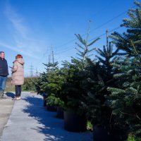 Antun Mihić, uzgajivač sadnica i božićnih drvaca