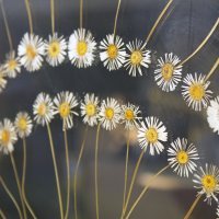 Flowerworks_Daisies_02