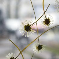 Flowerworks_Daisies_04