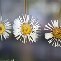 Flowerworks_Daisies_03