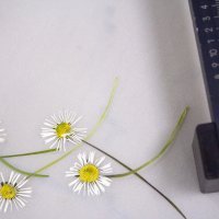 Flowerworks_Daisies_production 01