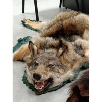 Pokušaj krijumčarenja ugroženih vrsta divljih životinja - trofeja vuka i medvjeda i trofejne lubanje