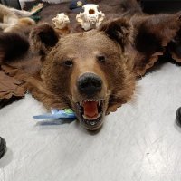 Pokušaj krijumčarenja ugroženih vrsta divljih životinja - trofeja vuka i medvjeda i trofejne lubanje