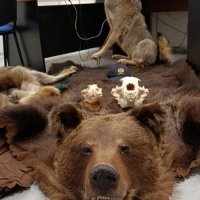 Pokušaj krijumčarenja ugroženih vrsta divljih životinja - trofeja vuka i medvjeda i trofejne lubanje