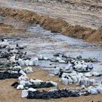 Čišćenje plaže u Anapi