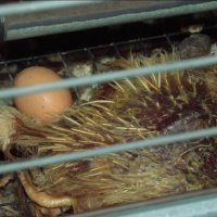 Šokantne snimke s farme kokoši nesilica u Sloveniji