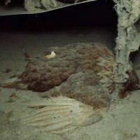 Šokantne snimke s farme kokoši nesilica u Sloveniji