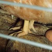 Šokantne snimke s farme kokoši nesilica u Sloveniji