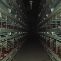 Šokantne snimke s farme kokoši nesilica u Sloveniji