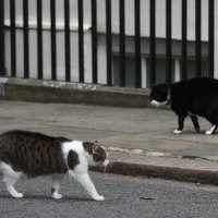 Palmerston i Larry