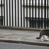Palmerston i Larry
