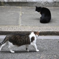 Palmerston i Larry