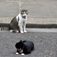 Palmerston i Larry