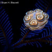 Najljepše podvodne fotografije