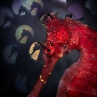 Najljepše podvodne fotografije