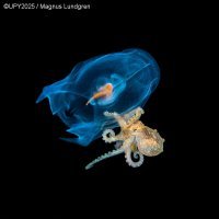 Najljepše podvodne fotografije