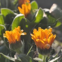 Redmi Note 14 Pro+ 5G