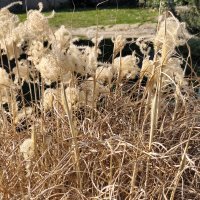 Redmi Note 14 Pro+ 5G