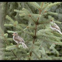 Ana Opalić, Carbon Based Love, 2025., videoisječak