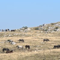 Poludivlji konji kod Livna