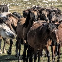 Poludivlji konji kod Livna