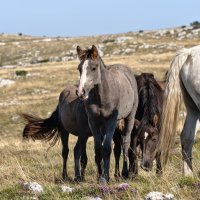 Poludivlji konji kod Livna
