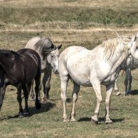 Poludivlji konji kod Livna