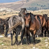 Poludivlji konji kod Livna
