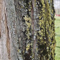 Xiaomi 15 primjeri fotografija