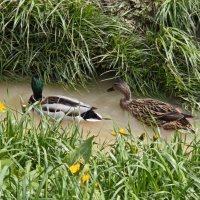 Xiaomi 15 primjeri fotografija