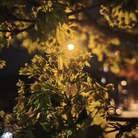 Xiaomi 15 Ultra primjeri fotografije