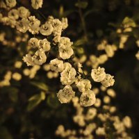 Xiaomi 15 Ultra primjeri fotografije