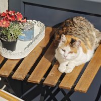 Xiaomi 15 Ultra primjeri fotografije