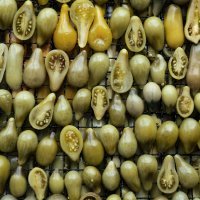 Nicolai Nooregaard - Kadeau