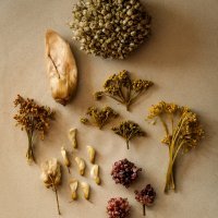 Nicolai Nooregaard - Kadeau