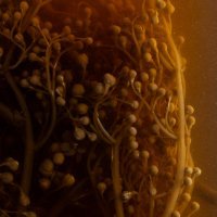 Nicolai Nooregaard - Kadeau