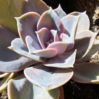 Razr 60 Ultra primjeri fotografija