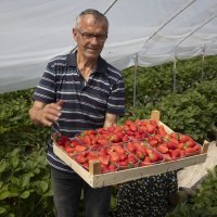 Plantaža jagoda Biba